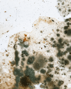 A potential Environmental Health & Safety concern: Close-up of a mold-infested surface showing various dark green, black, and brown mold colonies spreading across a white background, indicating significant moisture damage.